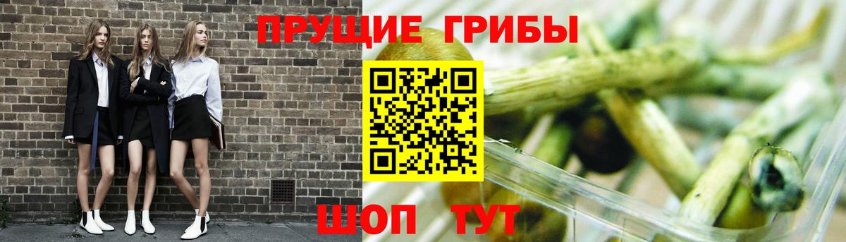 дарнет шоп  Псилоцибиновые грибы Magic Shrooms  Вход с VPN  Кувандык 